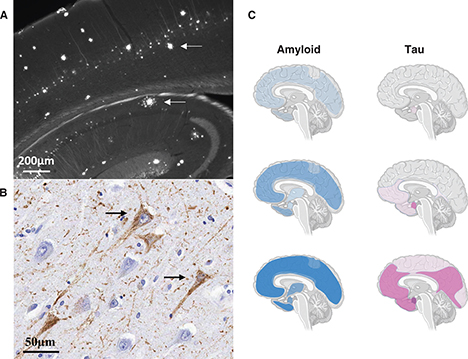 Click to Enlarge View Fig 1