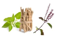 Adaptogens Ashwagandha and Tulsi illustration