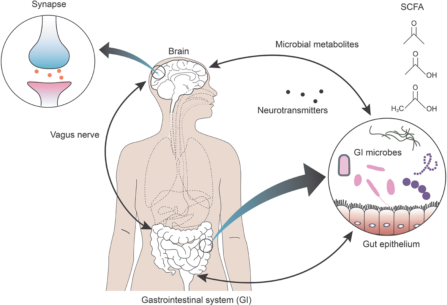 View The Gut-Microbiota-Brain Axis in Autism Spectrum Disorder | Exon Publications