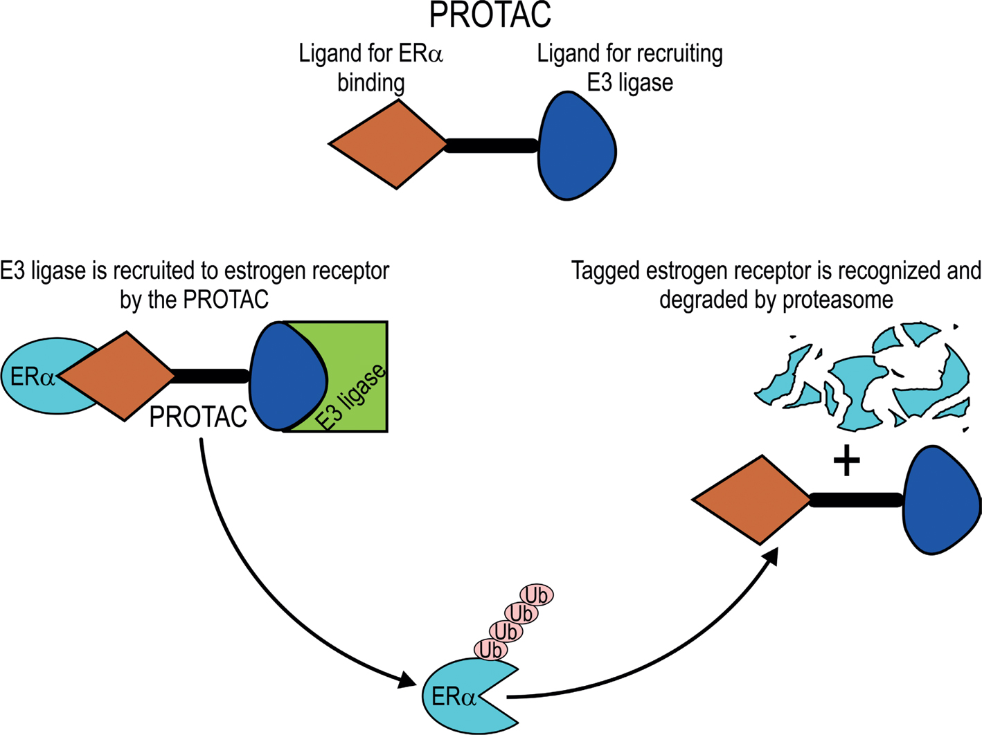 View of Novel Breast Cancer Treatment by Targeting Estrogen Receptor-Alpha Stability Using Proteolysis-Targeting (PROTACs) Technology | Publications
